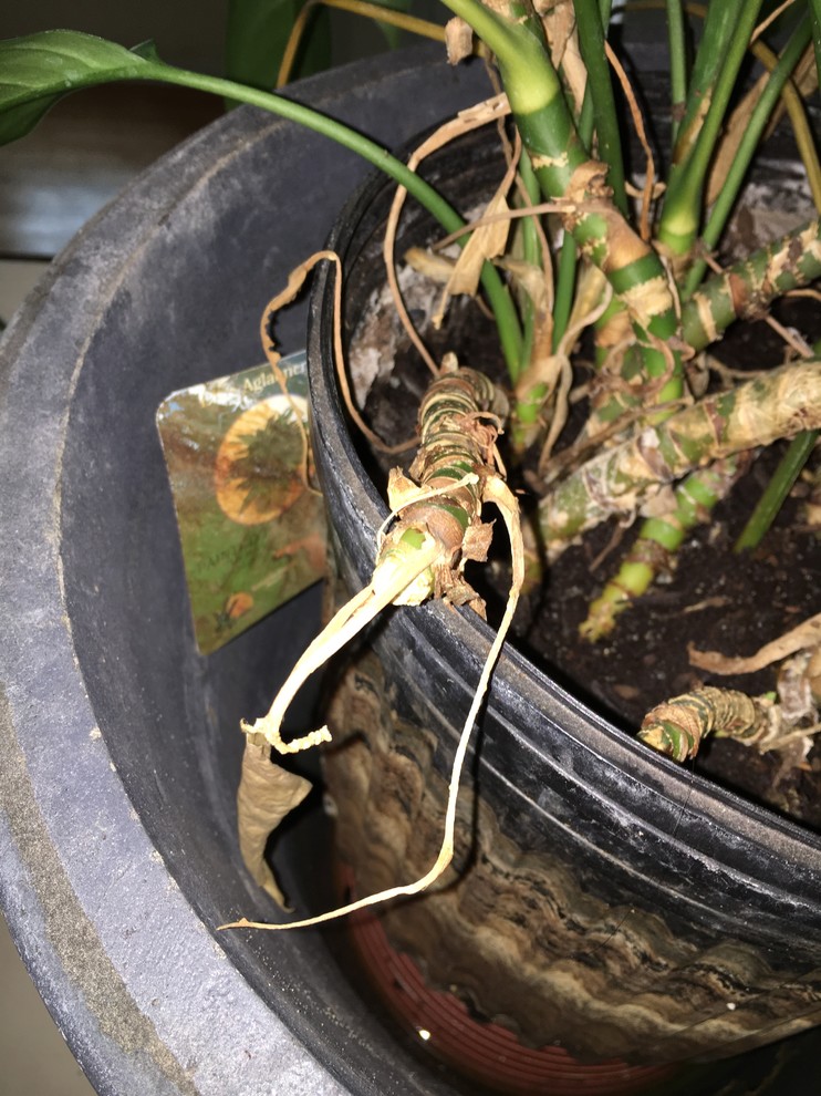 fertilizer for air plants Tillandsia Air Plants Fertilizer