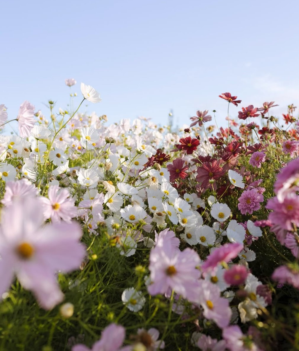 Athiana Acres:  An organic Regenerative Farm