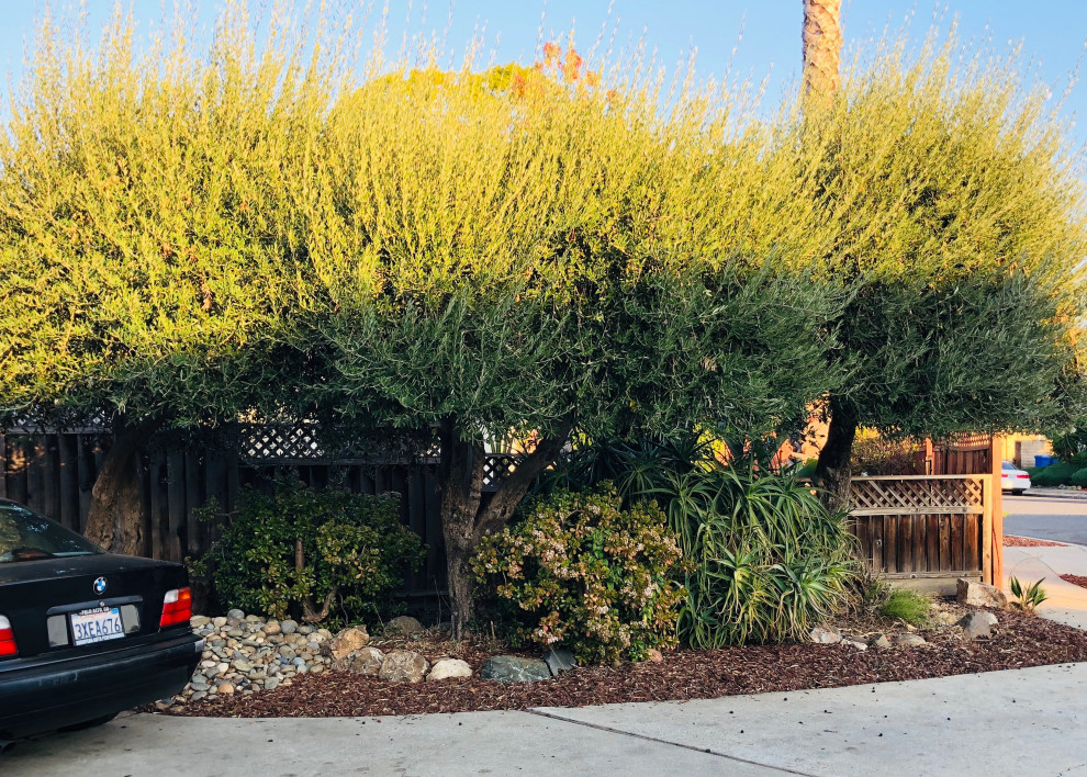 Front Yard Before