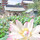 ayane_ito39