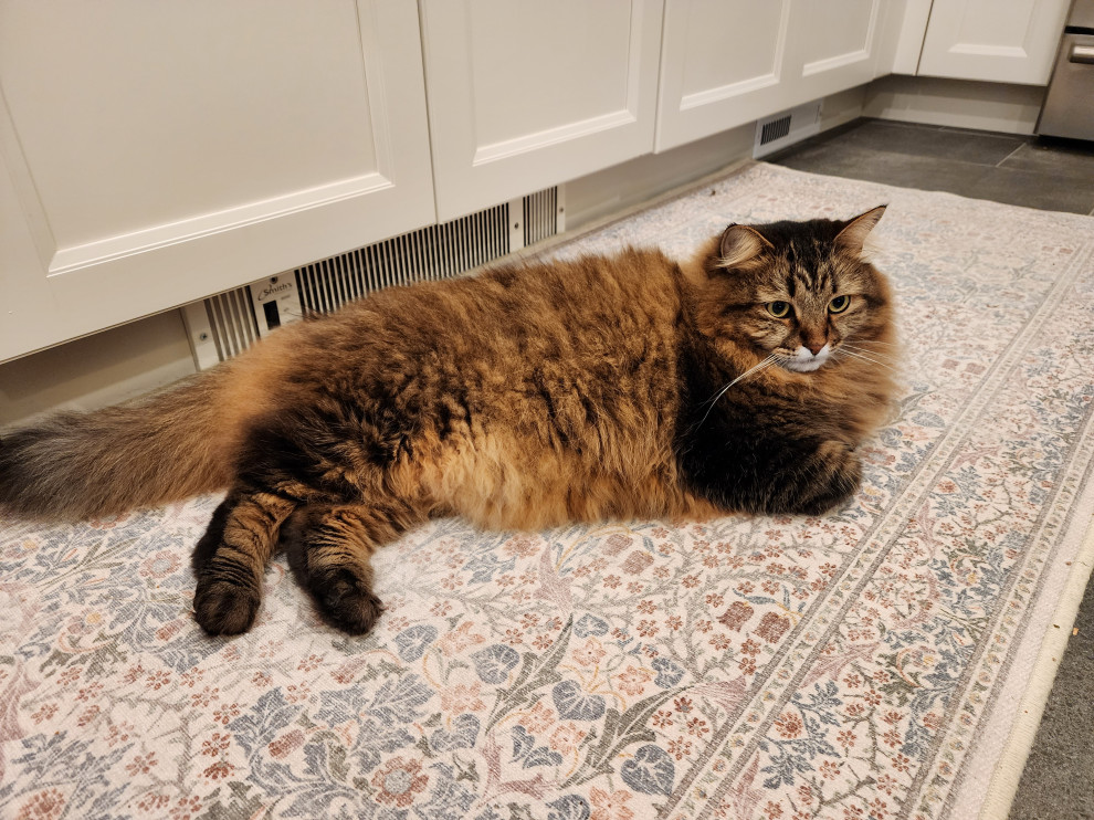 16831 - The Purrfect Kitchen