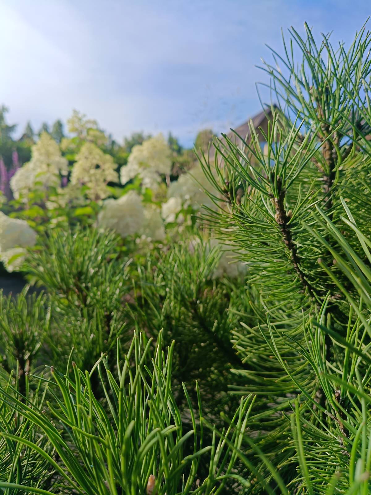 Современный цветник