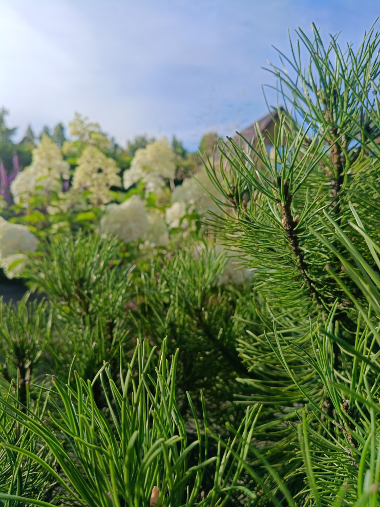 Современный цветник