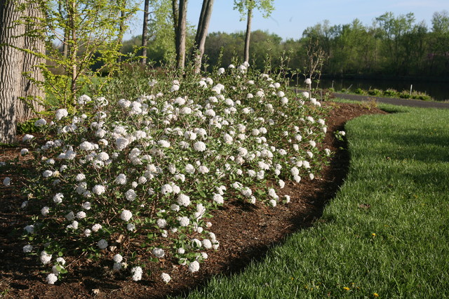 9 Deer Resistant Flowering Shrubs To Plant This Fall,How To Clean Hats