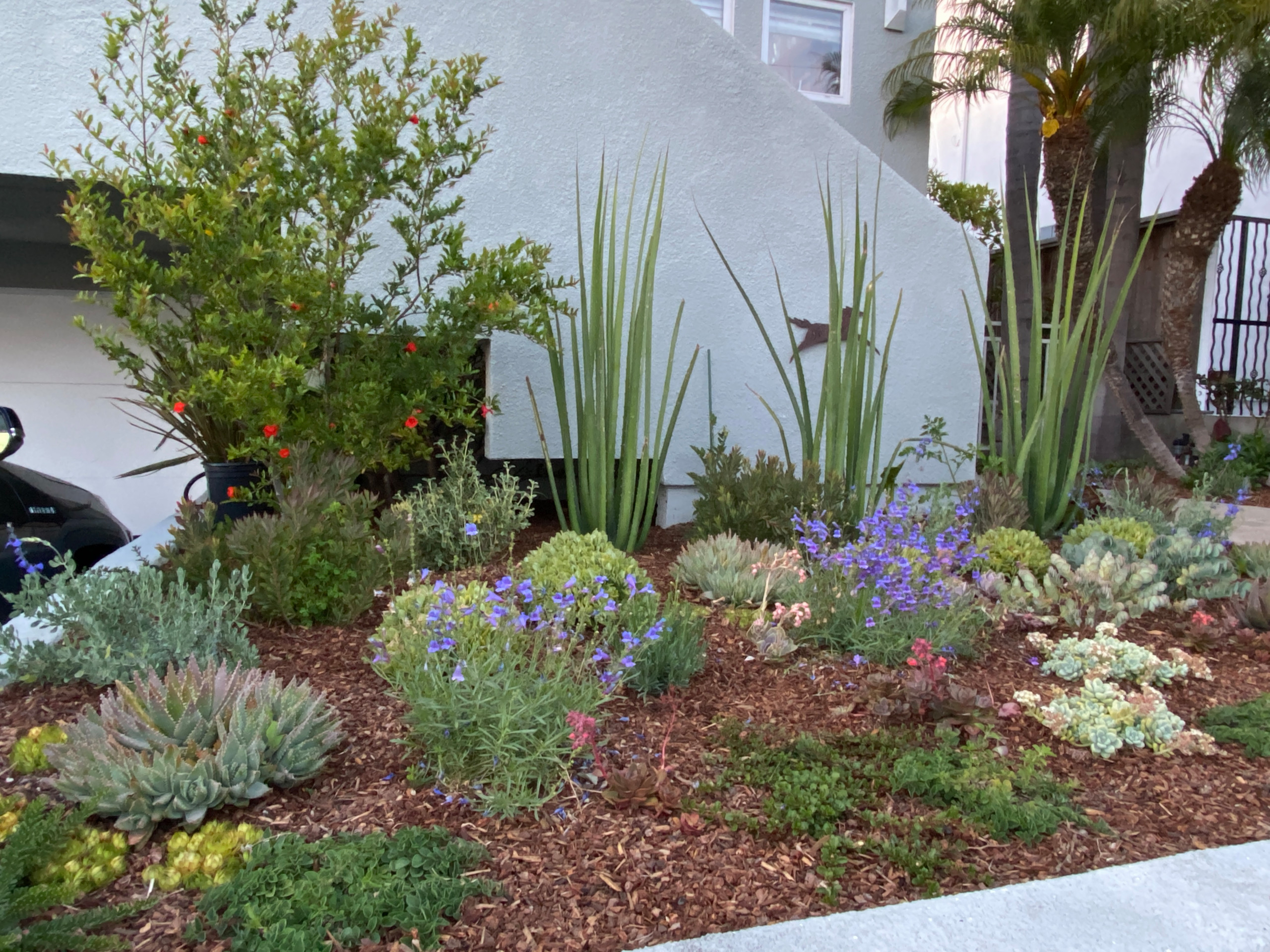 Hermosa Beach, CA: Front Yard Edible Modern Curb Appeal