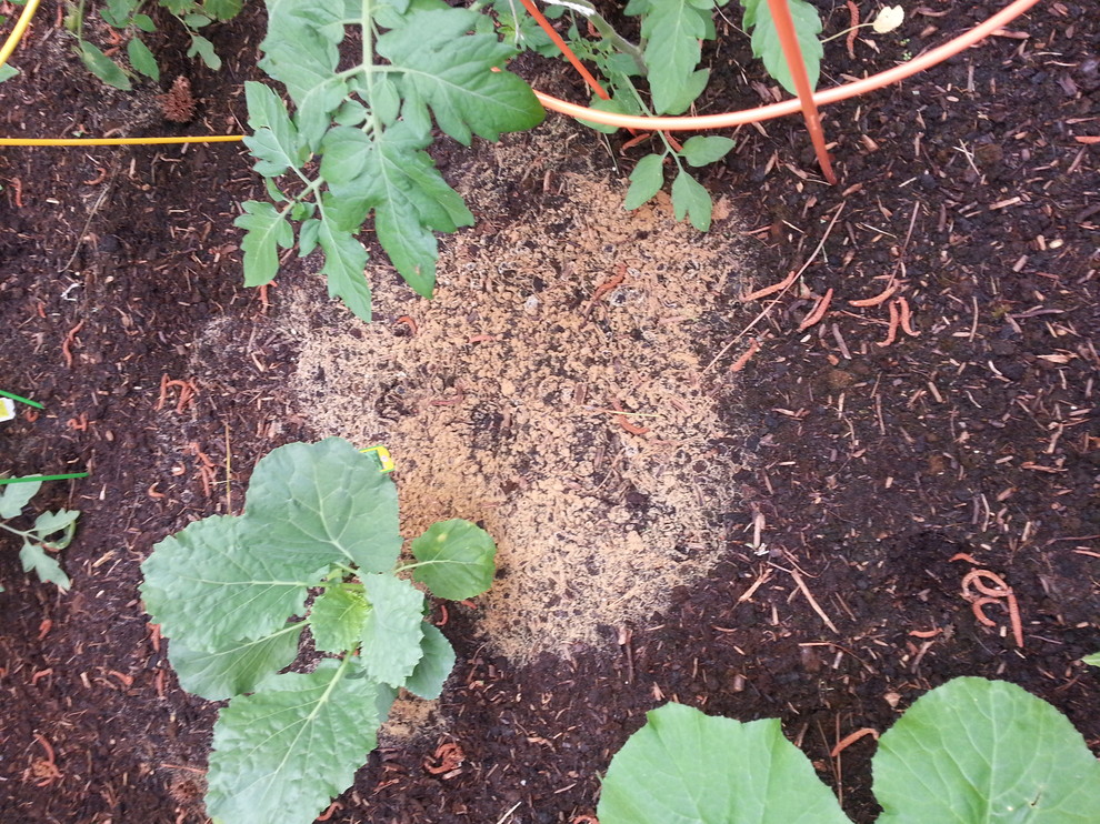 Brown mold or fungus growing on soil...HELP!