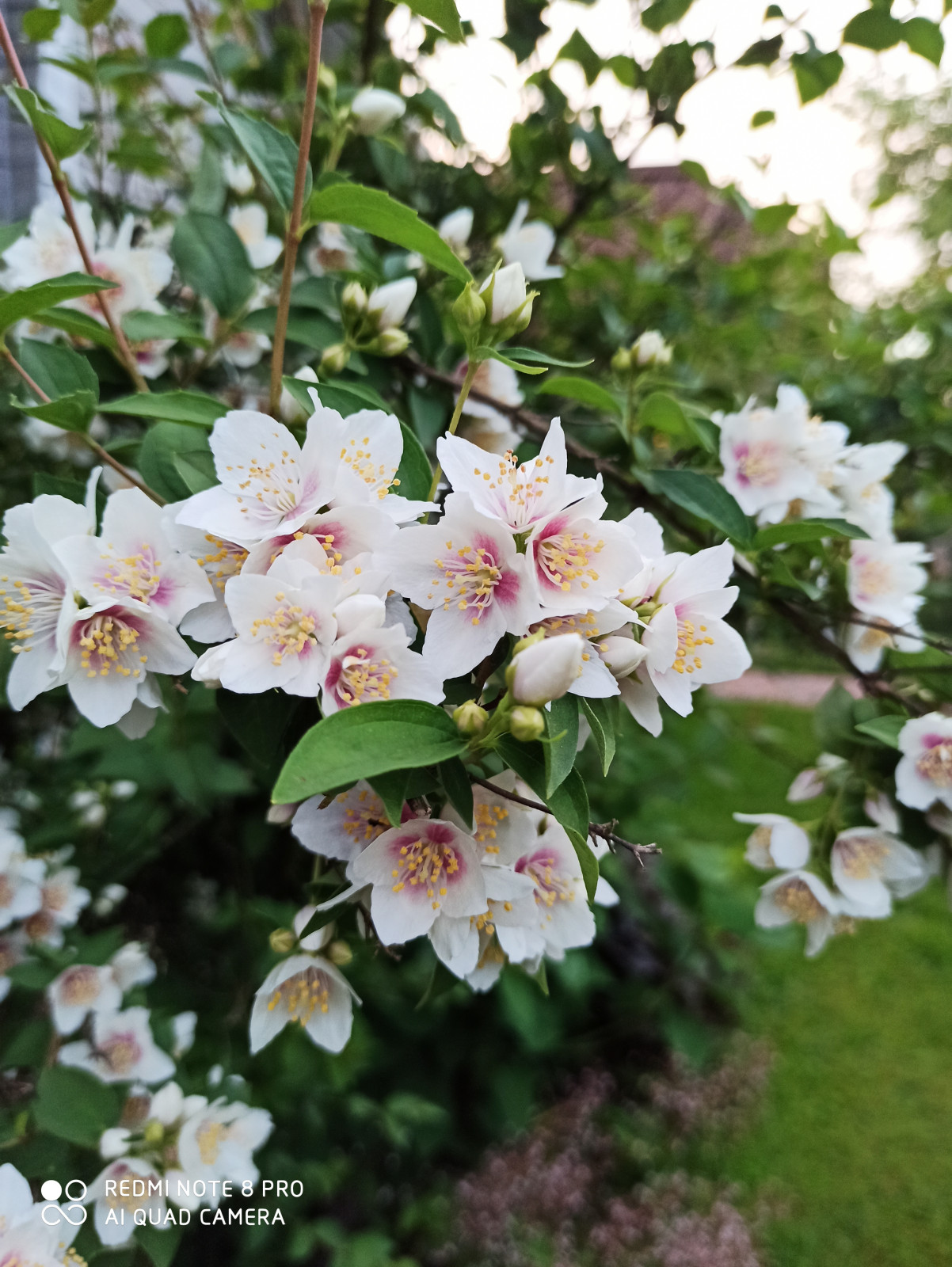 Ландшафт сада в 6 соток.