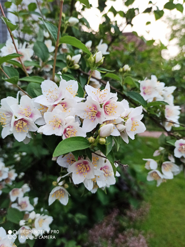 Ландшафт сада в 6 соток.