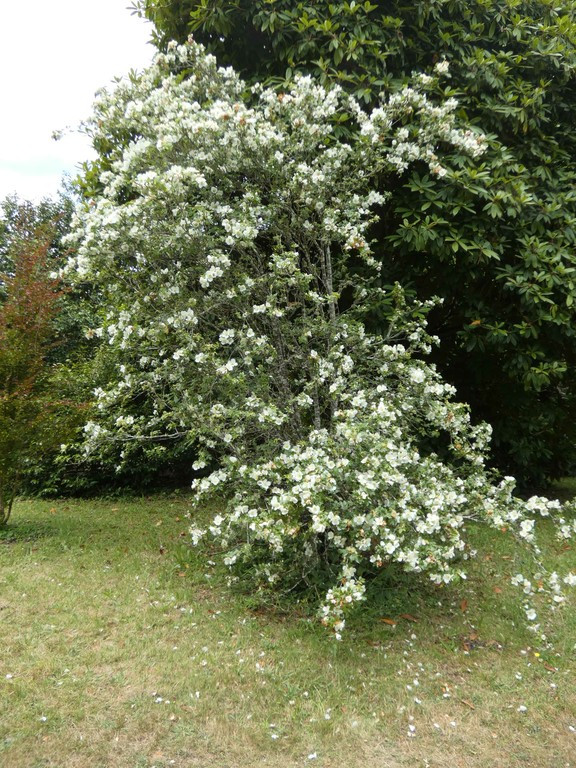 Equal Tree What trees and are they the same? | Houzz Forum