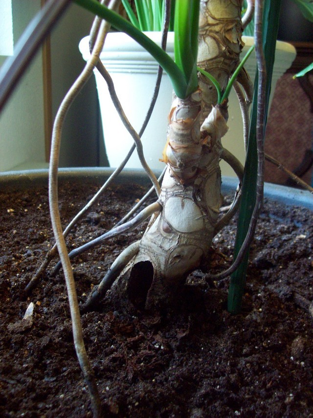 Tree philodendron stem rot | Houzz Forum