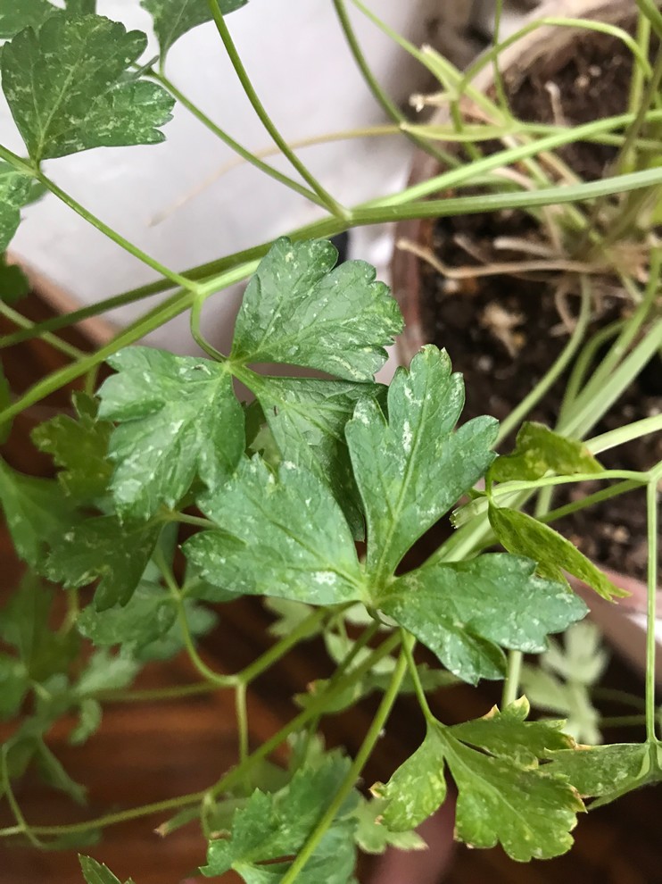 Fungus(?) on my parsley