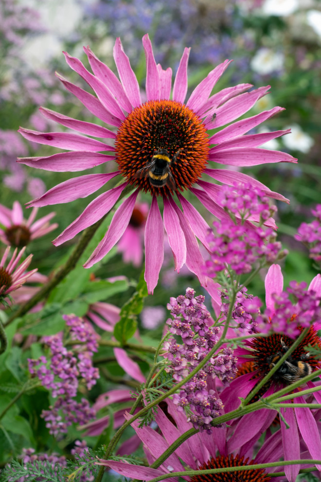 Réalisation d'un jardin arrière champêtre de taille moyenne et l'été avec un massif de fleurs et une exposition ensoleillée.