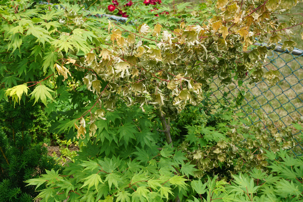 Japanese maple blight or sun burn?