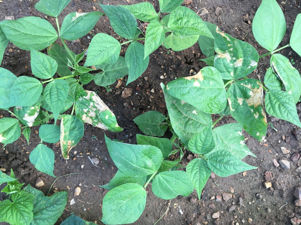 What's happening to my green bean leaves?