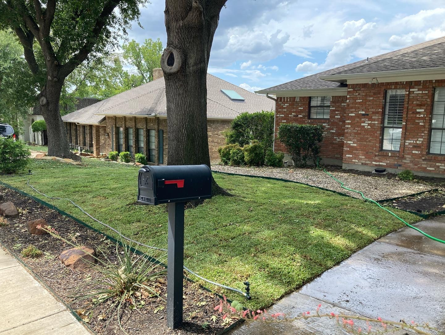 Front Lawn Sod