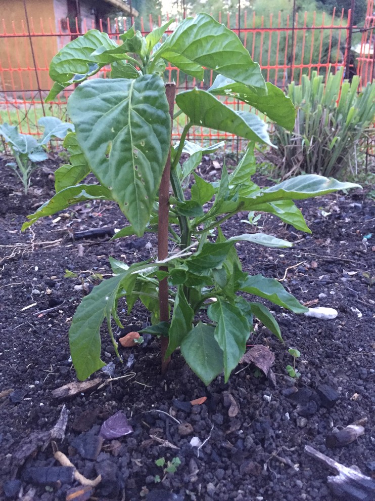 Staking Correctly? | Houzz Forum