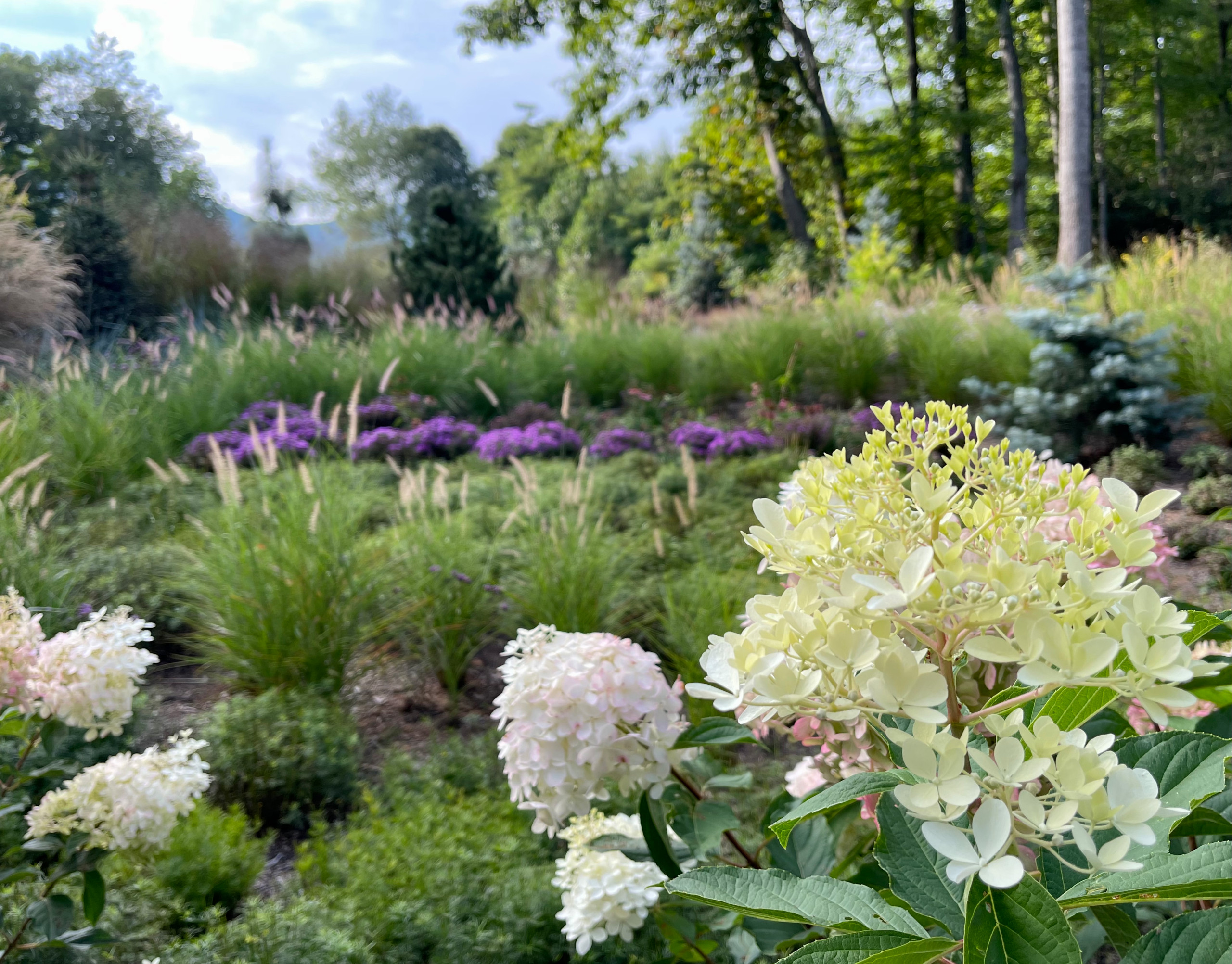 Fall View:  hydrangeas and asters