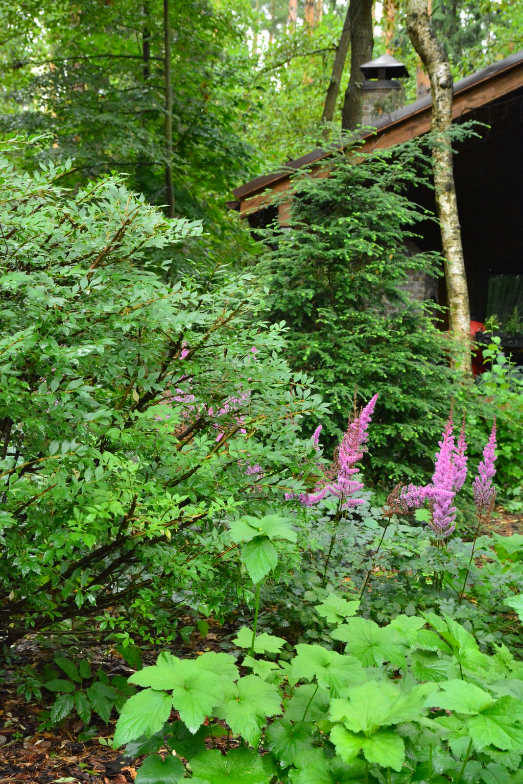 Заповедный бор