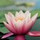 robert_taylor153