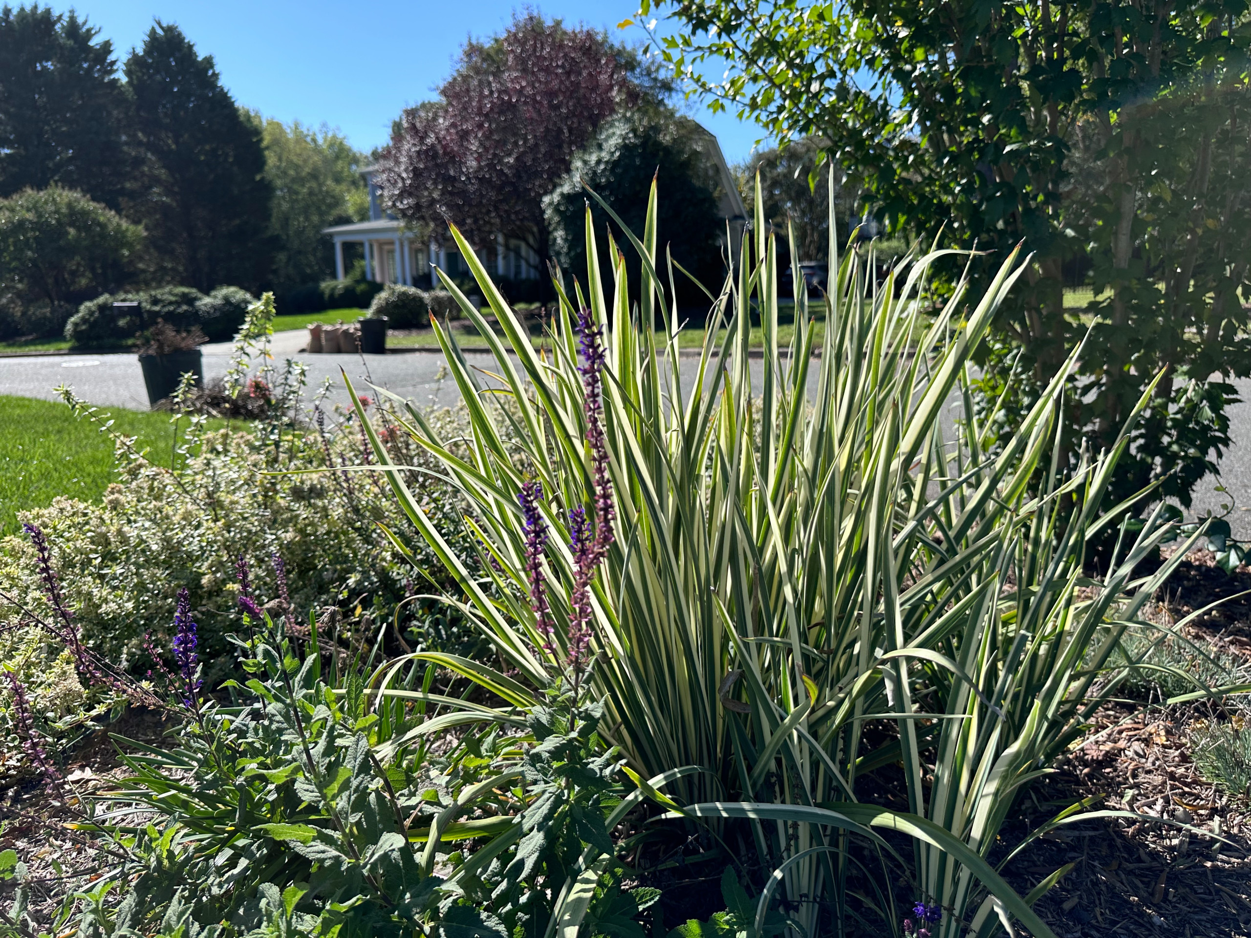 Concrete Sidewalk Becomes A Stroll Garden