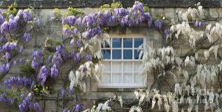 Wisteria -does the colour matter, is purple easier to grow than white?