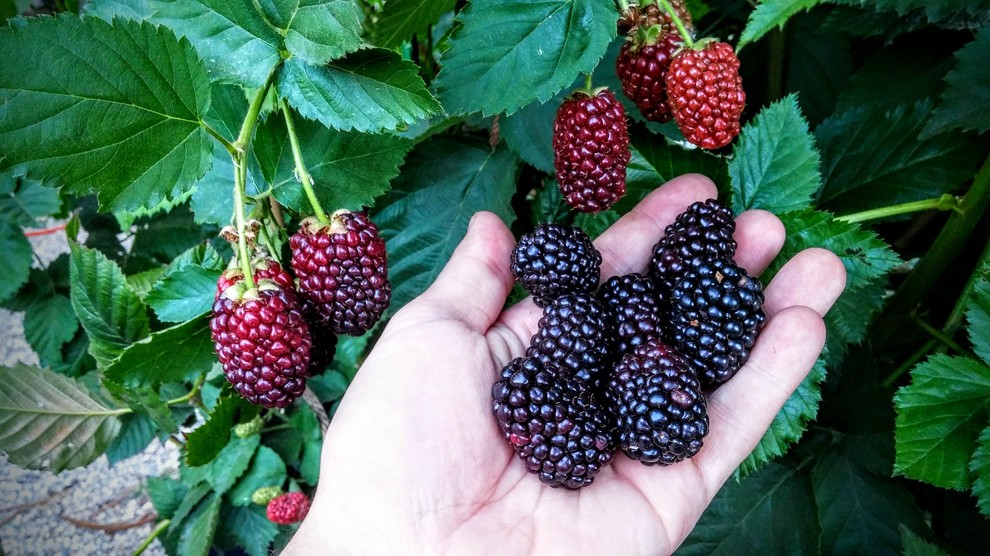 Prime Ark Freedom: Absolute Best Blackberry For Socal Ever | Houzz Forum