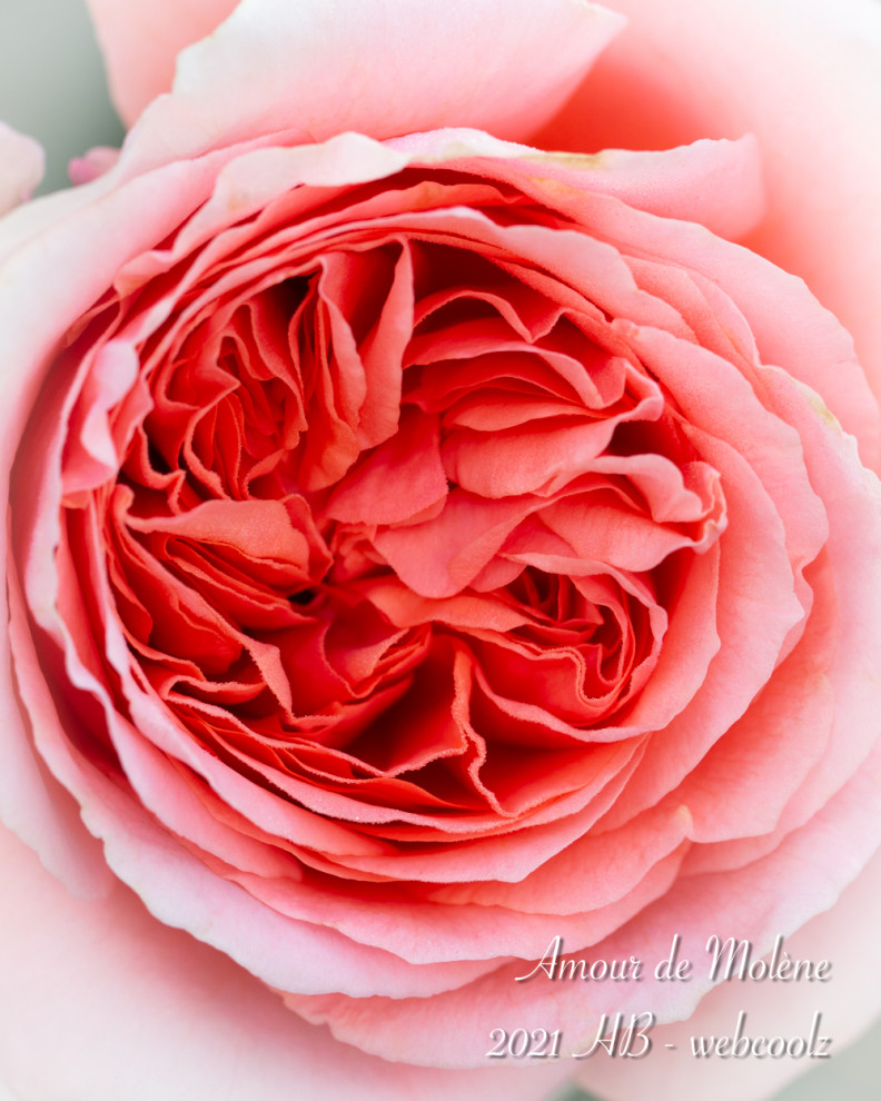 Amour de Molène rose
