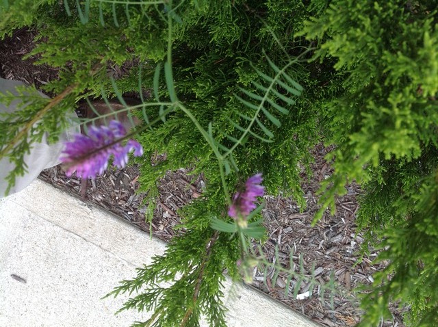 Purple Flower with Fern Like Leaves | Houzz Forum