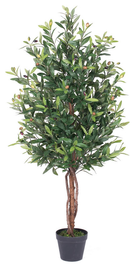 50"  Olive Tree In Pot