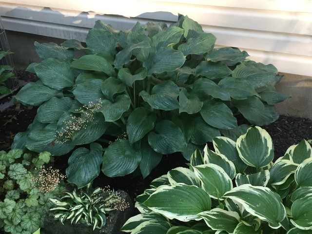 hosta 