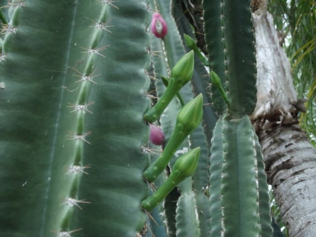 Do Cactus' have names?