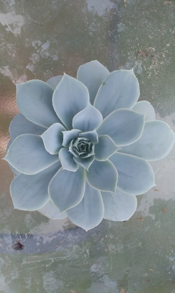 Echeveria identification help, please.