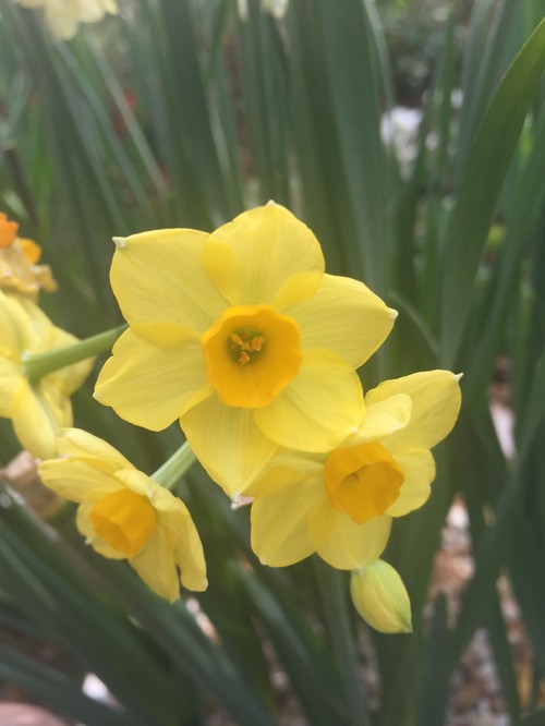 Autumn blooming Narcissus (Daffodils)