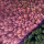 webuser_307981041