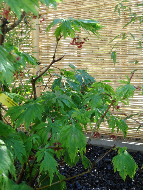 Peque&ntilde;o jard&iacute;n estilo japon&eacute;s 