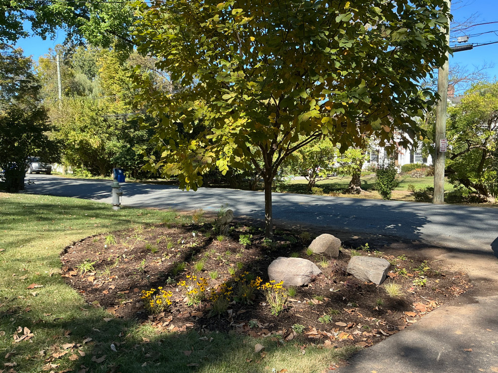 Front Yard Revival: Restoring Curbside Elegance with Native Plants and purpose