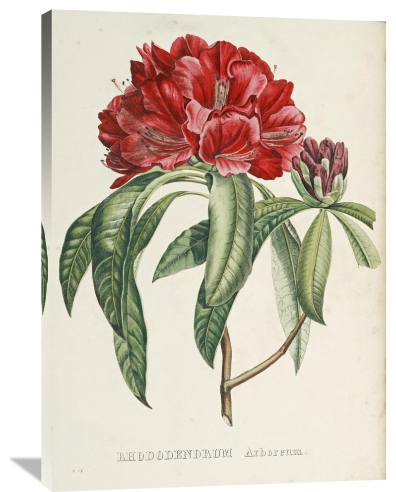"Rhododendrum Arboreum" Artwork, 28.9" x 40"
