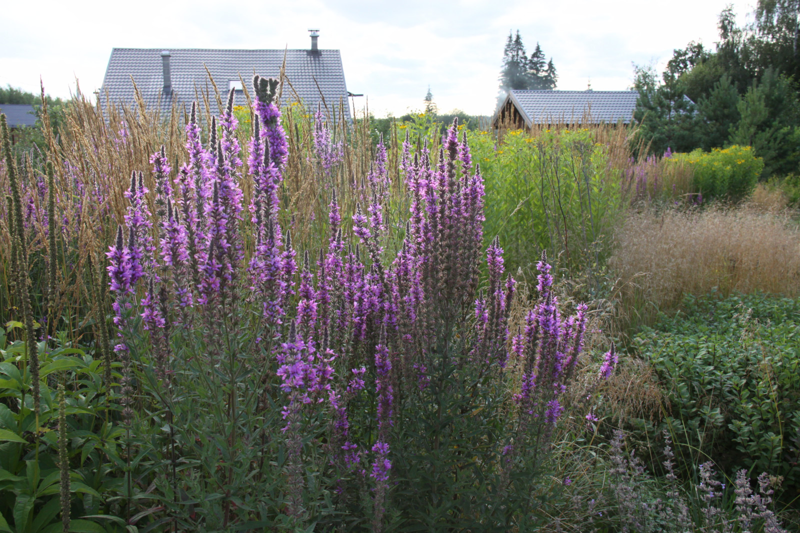 Злаковые цветники