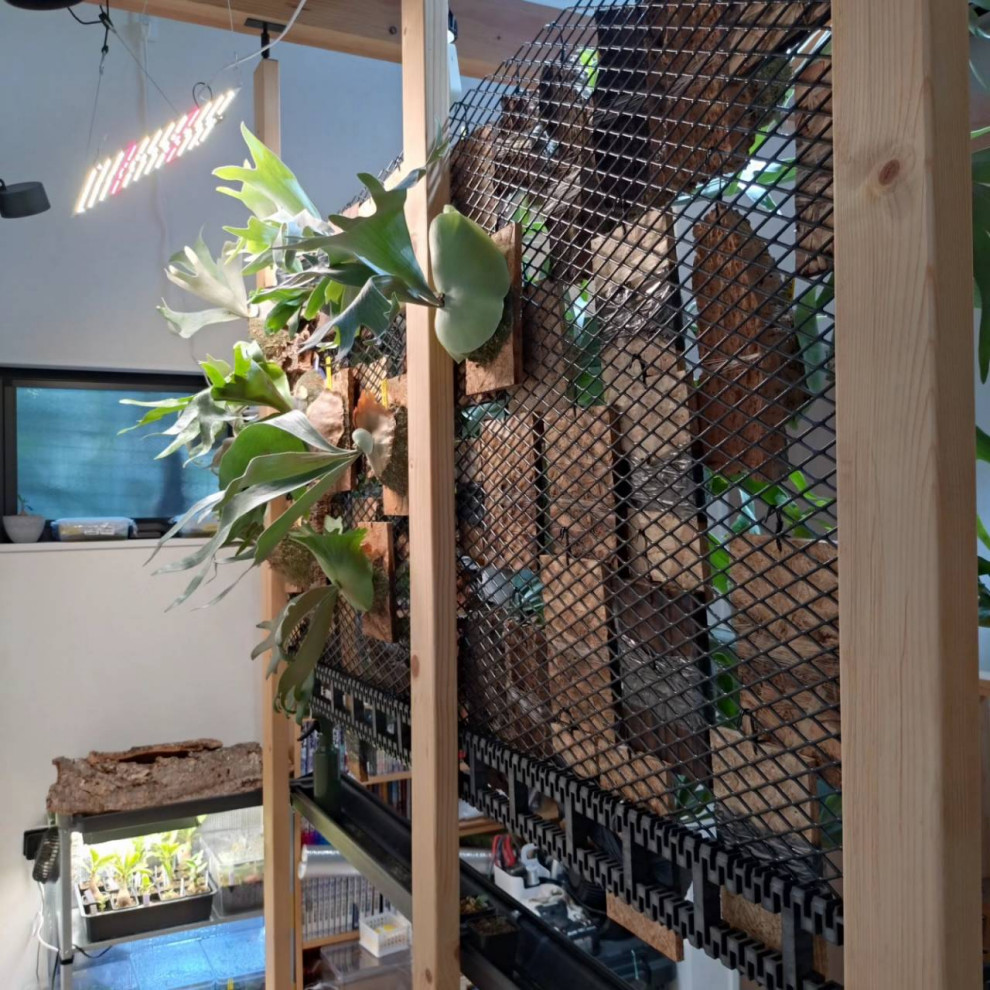 ２階ホール観葉植物