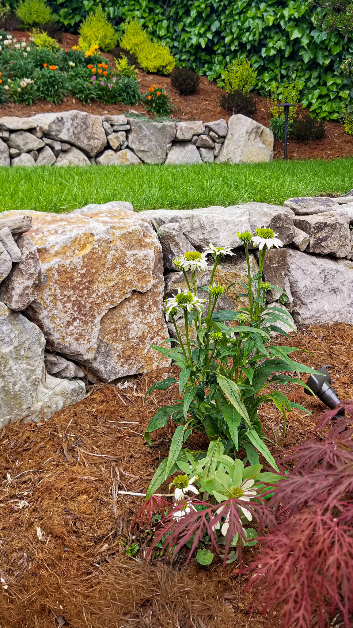 Boulder Retaining Walls and Terraced Lawn on a Hillside Backyard