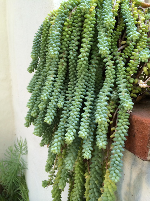 Faux Green Donkey Tail Succulent