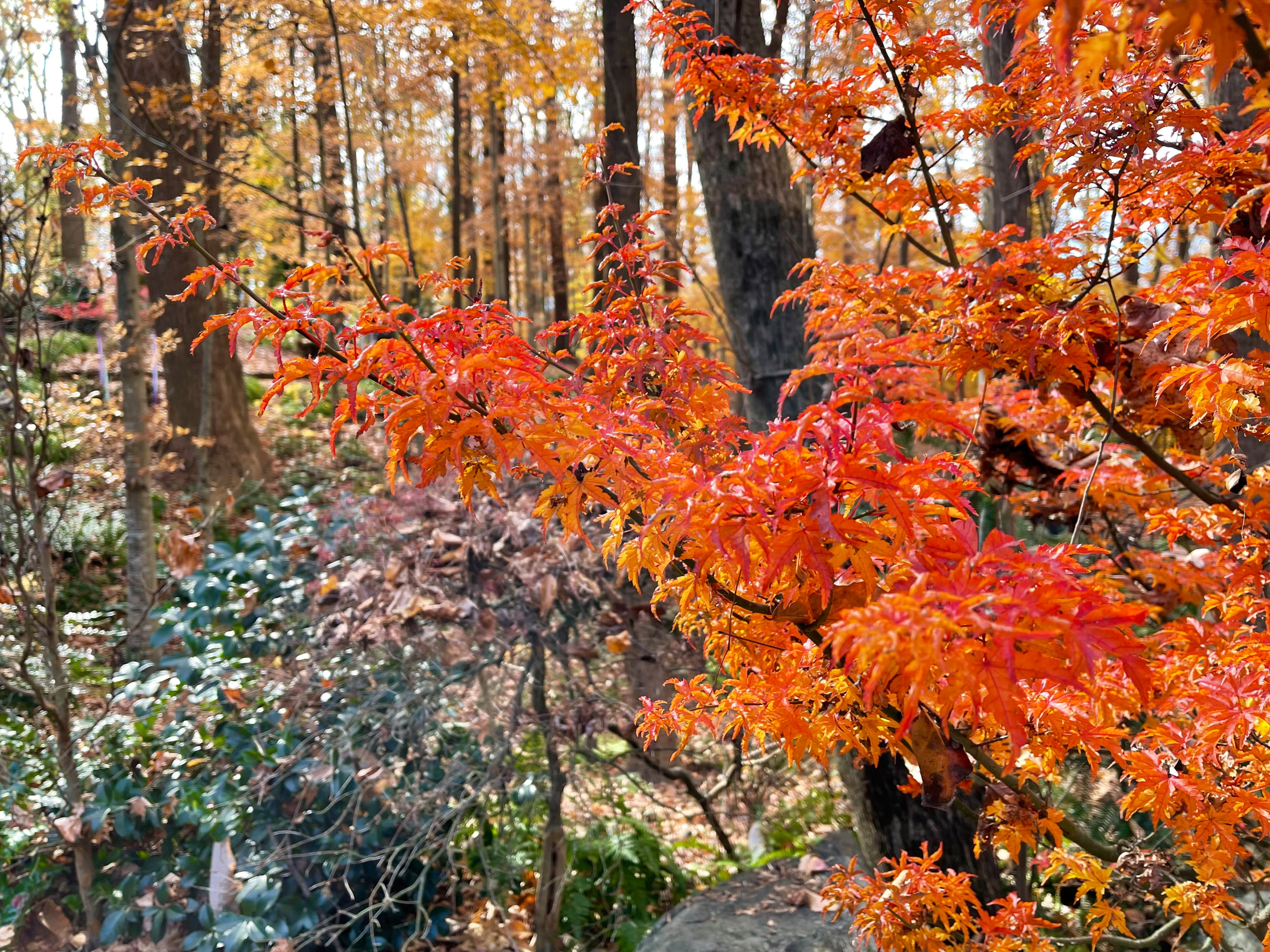 'Shishigashira' maple in late fall