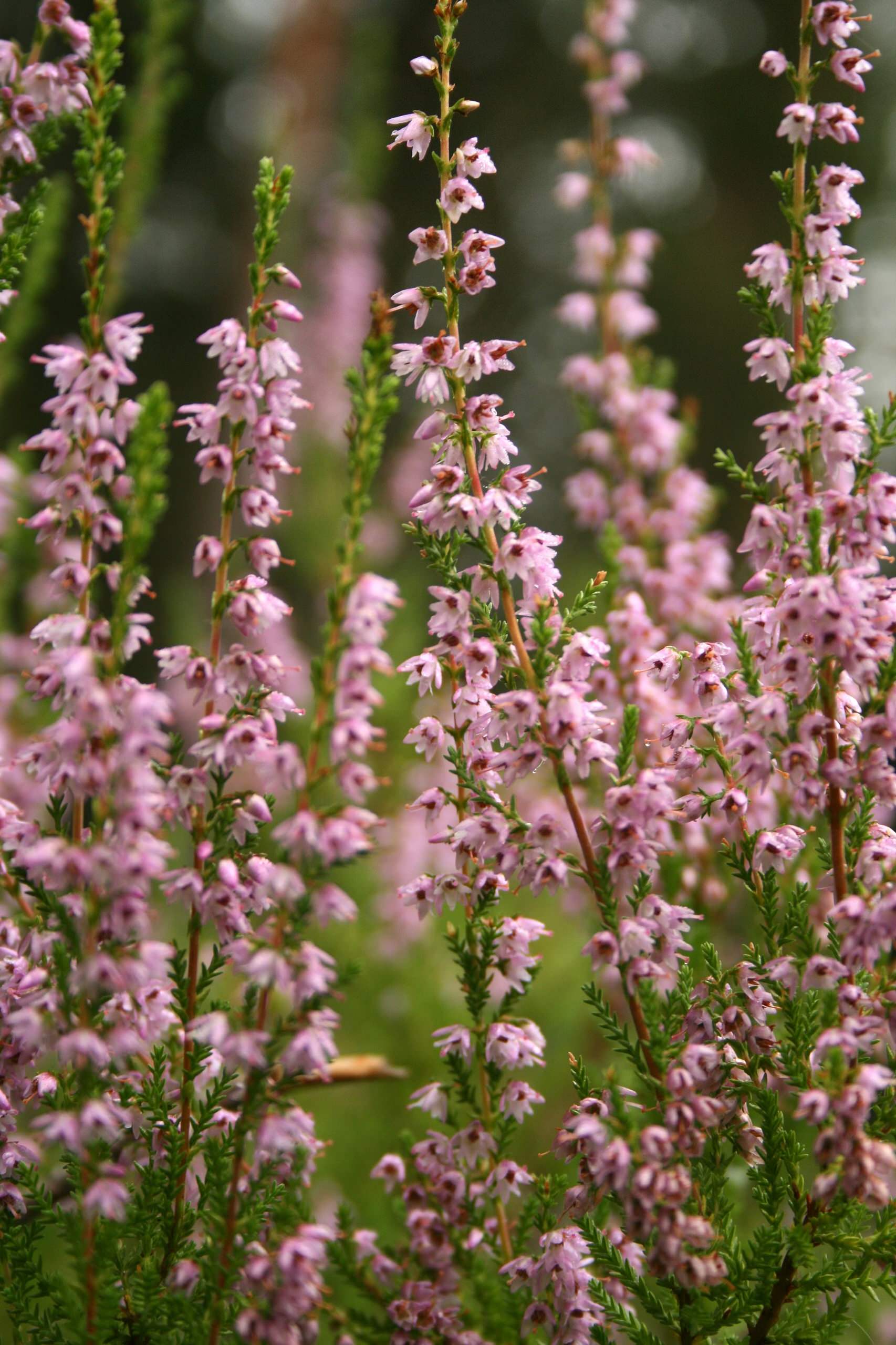 Great Design Plant: Scotch Heather