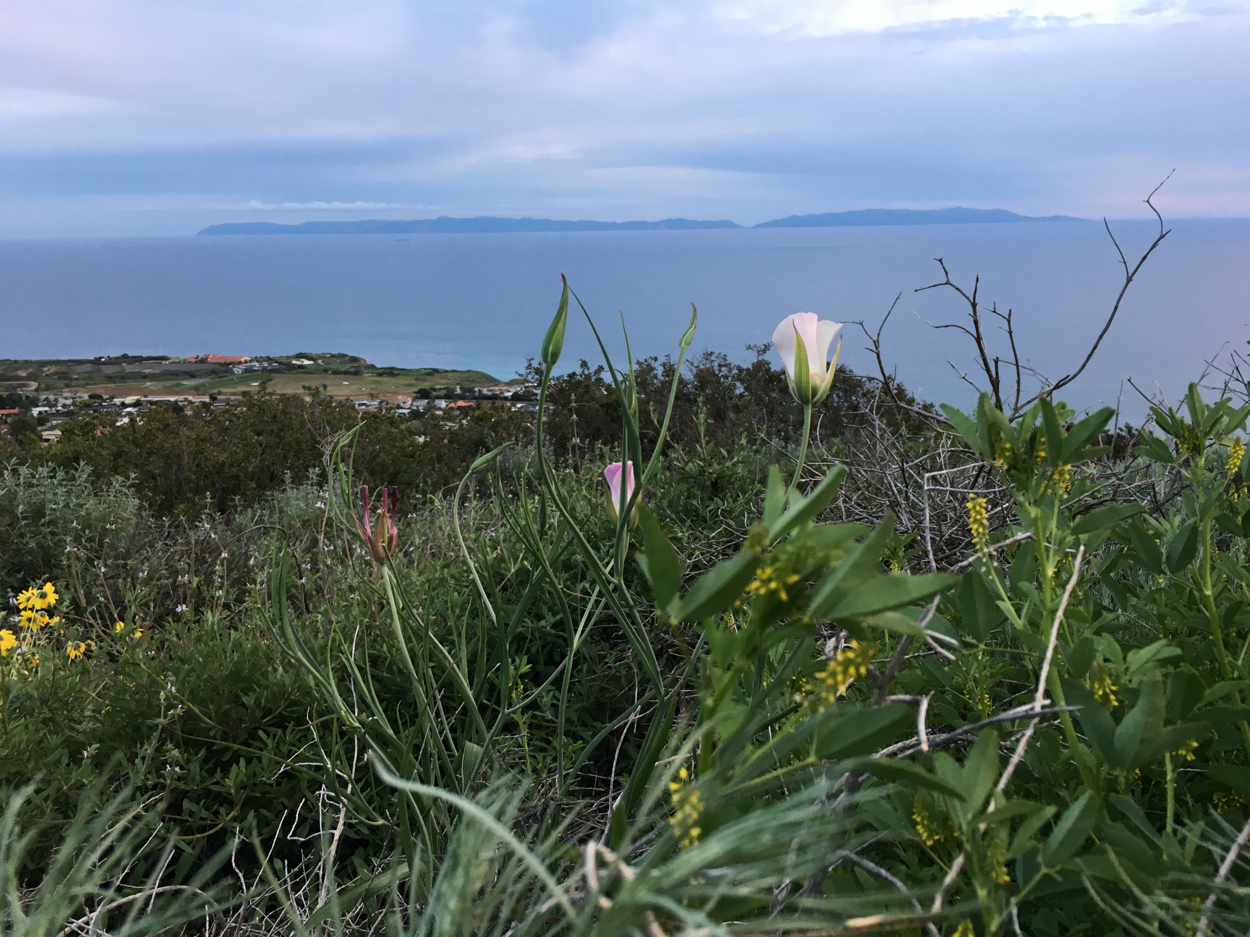 mariposa lily and catalina island on palos verdes peninsula