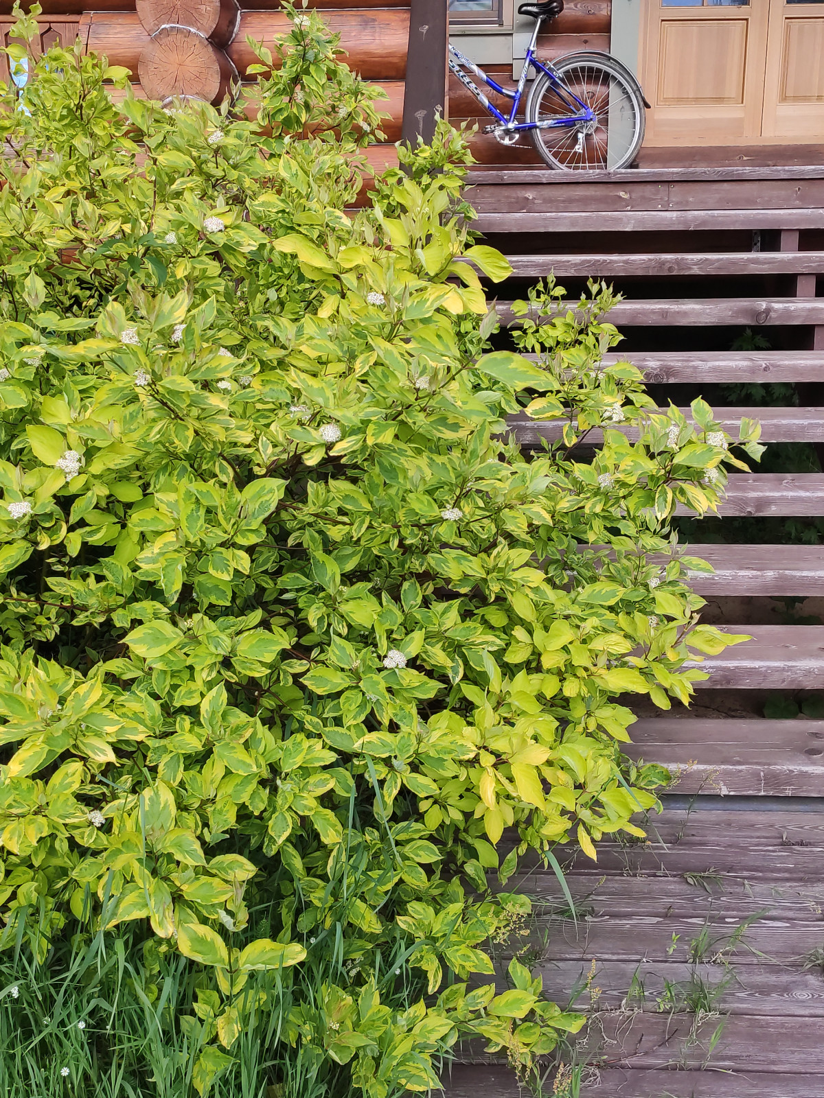 Проект "Волга"