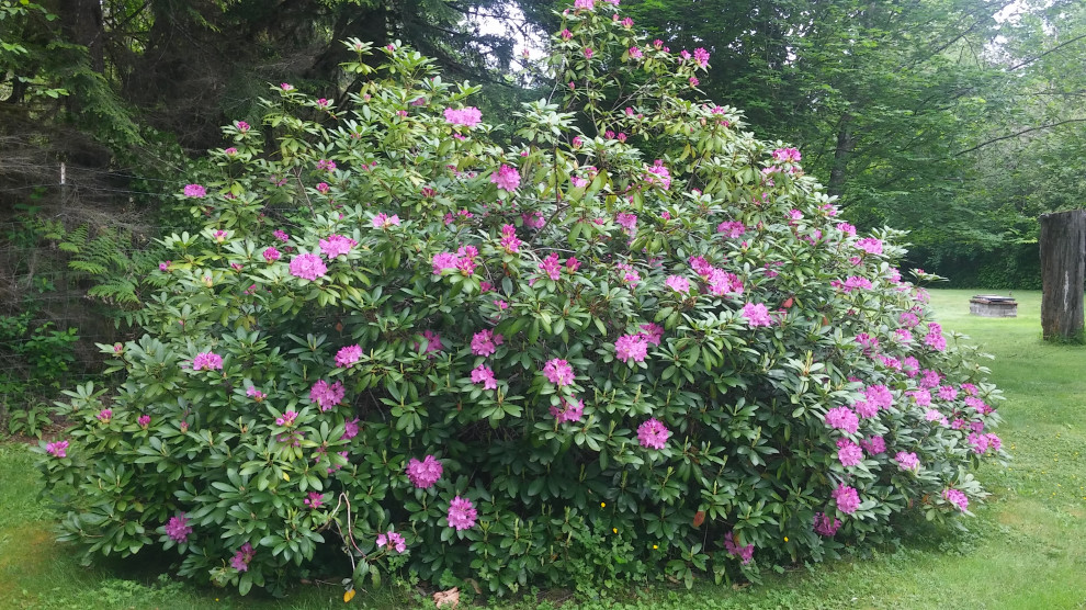 Rhody Pruning Project