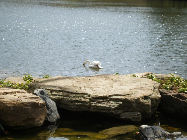 Water Features traditional-garden