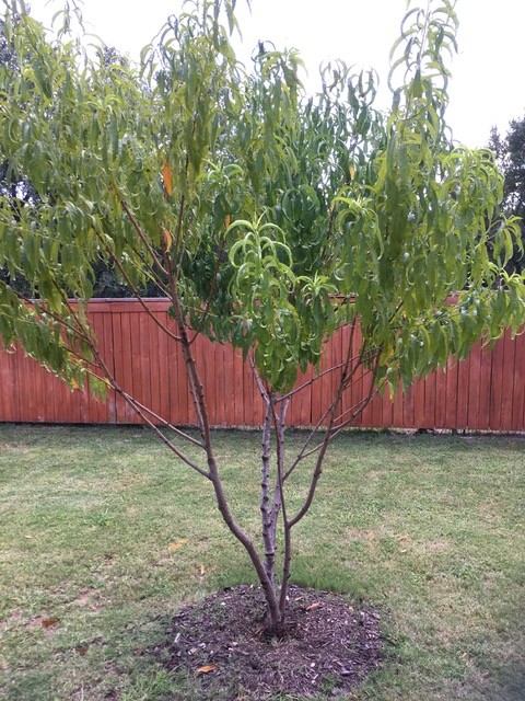 peach-tree-with-four-trunks