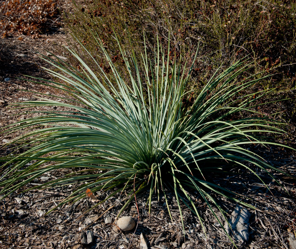 Photo of a transitional drought-tolerant and full sun landscaping in Los Angeles for spring.