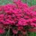 sheila_stephens